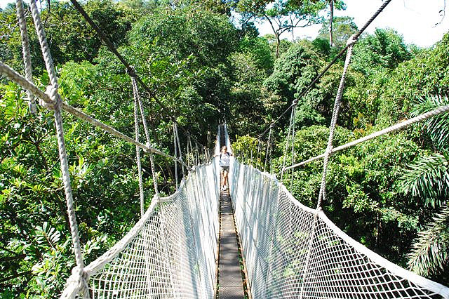 Canopy_Walk_The_Amazon_Peru